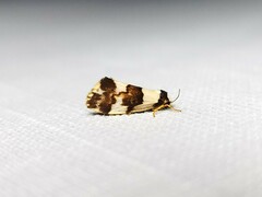 Philenora aspectalella