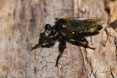 Laphria