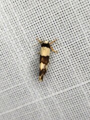 Philenora aspectalella