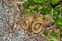 Natrix astreptophora