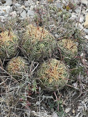 Coryphantha