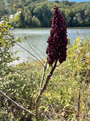 Rhus glabra