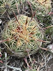 Coryphantha