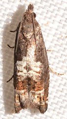 Eucosma parmatana