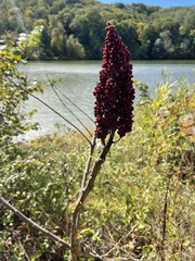 Rhus glabra