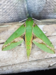 Xylophanes chiron