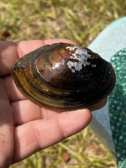 Utterbackiana hartfieldorum