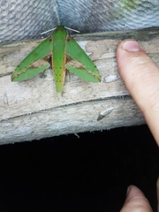 Xylophanes chiron
