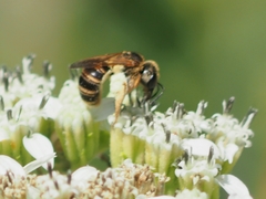 Halictus ligatus