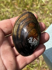 Utterbackiana hartfieldorum