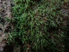 Tetraphis pellucida