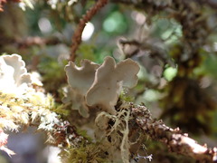 Lobaria