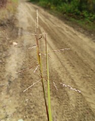 Coleataenia rigidula