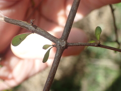 Coprosma rigida