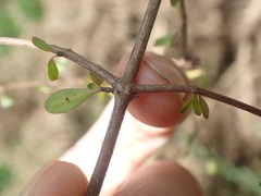Coprosma rigida