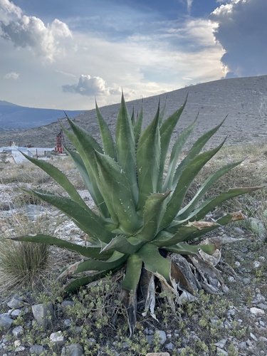 Giant Century Plant
