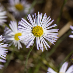 Erigeron divergens