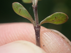 Coprosma rigida