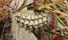 Acronicta longa