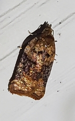 Acleris braunana