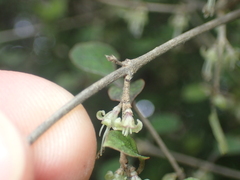 Coprosma areolata
