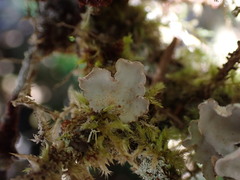 Lobaria