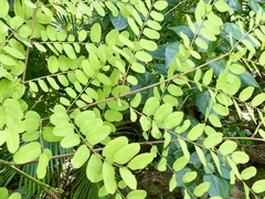 Adenanthera pavonina