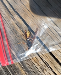 Polistes comanchus