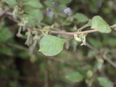 Coprosma areolata