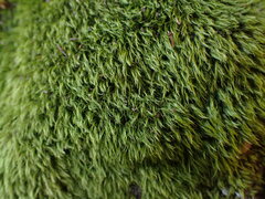 Dicranella heteromalla