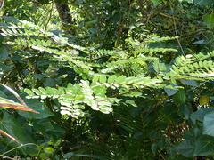 Adenanthera pavonina