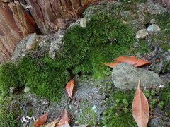 Dicranella heteromalla