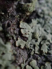 Hypotrachyna sinuosa