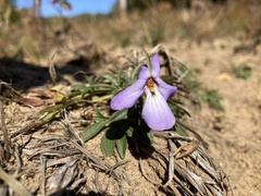 Viola pedata