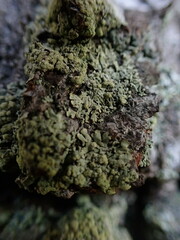 Hypotrachyna sinuosa