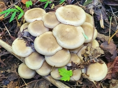 Lyophyllum