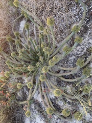 Euphorbia caput-medusae