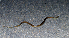 Natrix astreptophora