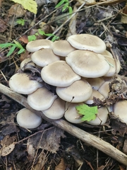 Lyophyllum
