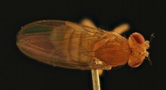 Drosophila melanogaster