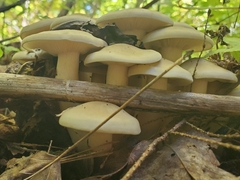 Lyophyllum