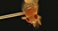 Drosophila melanogaster