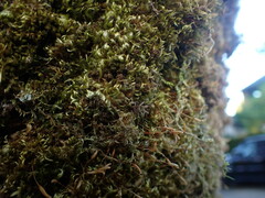 Homalothecium nuttallii