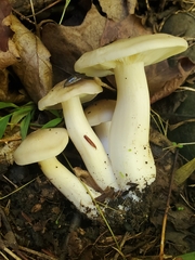 Lyophyllum