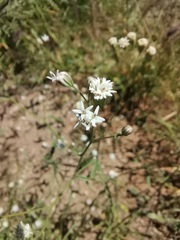 Florestina tripteris