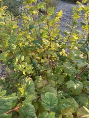 Physocarpus capitatus