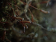 Homalothecium nuttallii