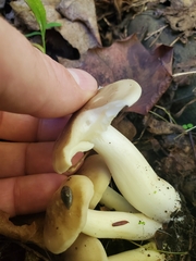 Lyophyllum
