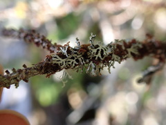 Hypogymnia hultenii