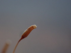 Homalothecium nuttallii